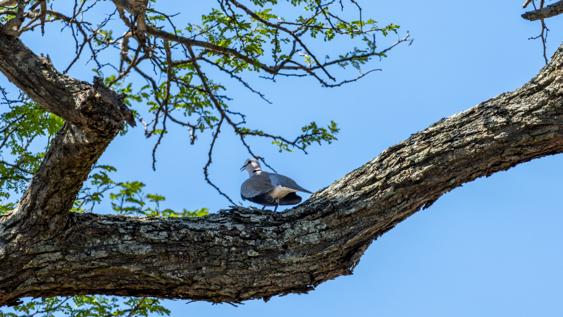 Kruger25 2025 11 01 13 53 14 ILCE 1M2 3341